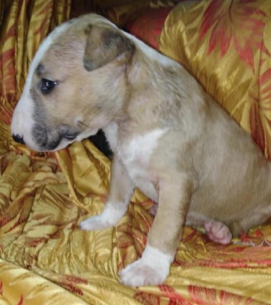 Bull Terrier Hembra Aleonada