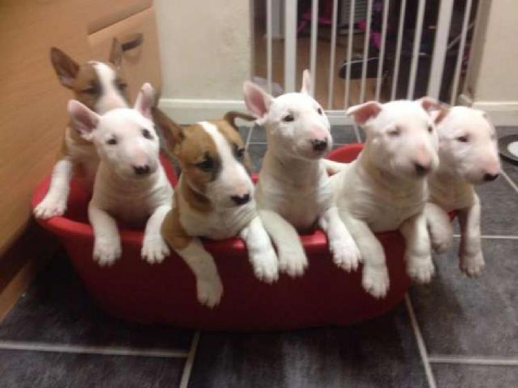 Bull Terriers