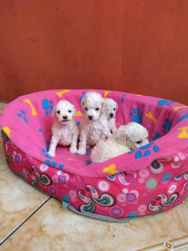 CACHORROS POODLE TOY A1