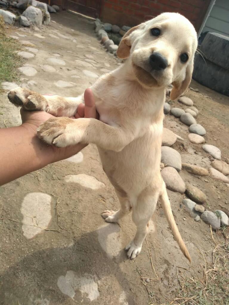 Cachorra Labrador Mestizo