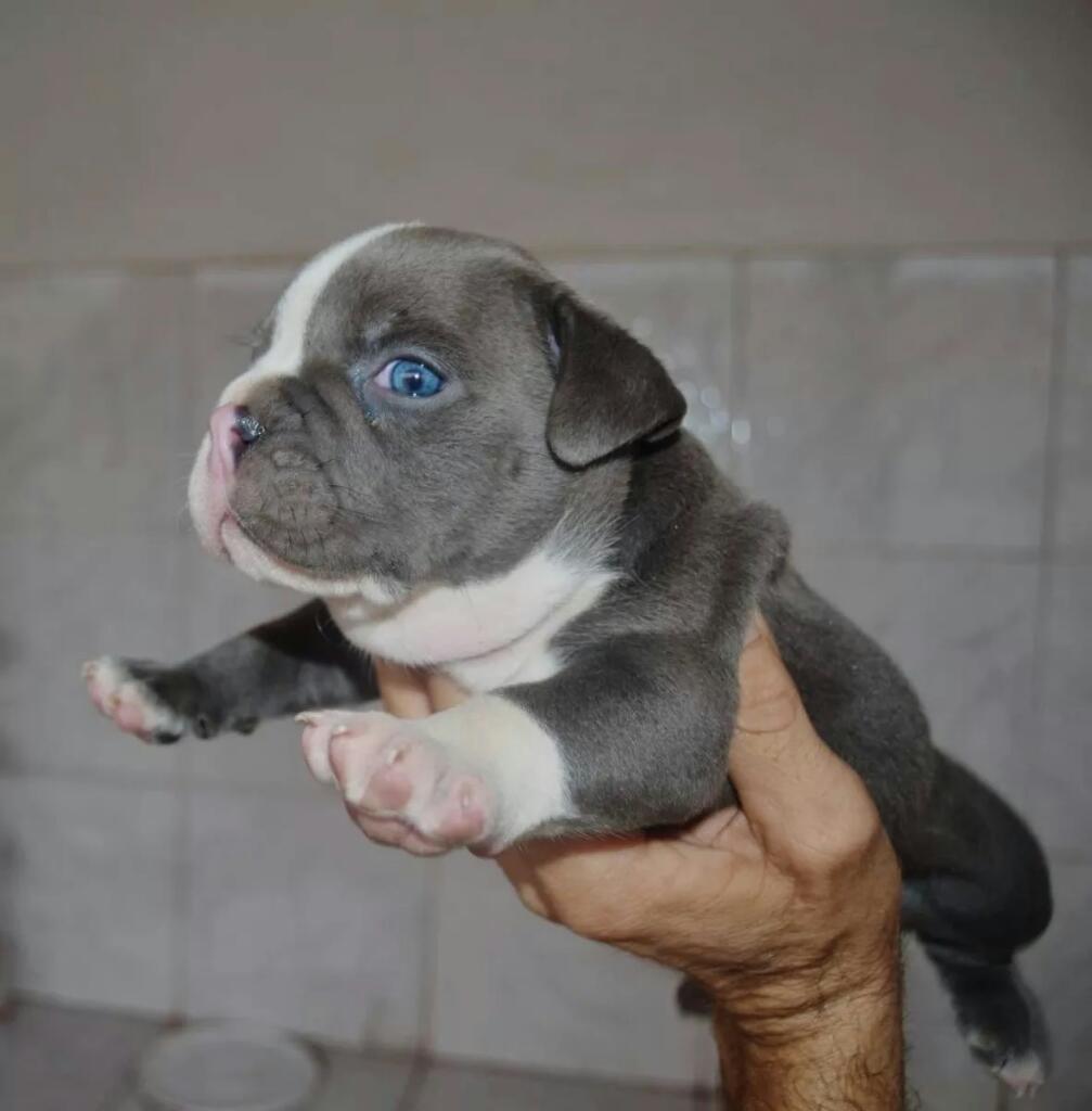 Cachorritos Pitbull American Bully Vendo