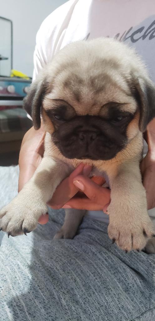 Cachorro Pug