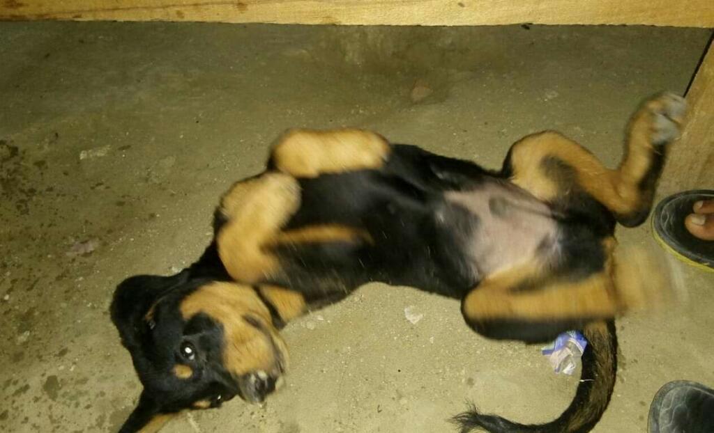 Cachorro Rottweiller de 3 Meses