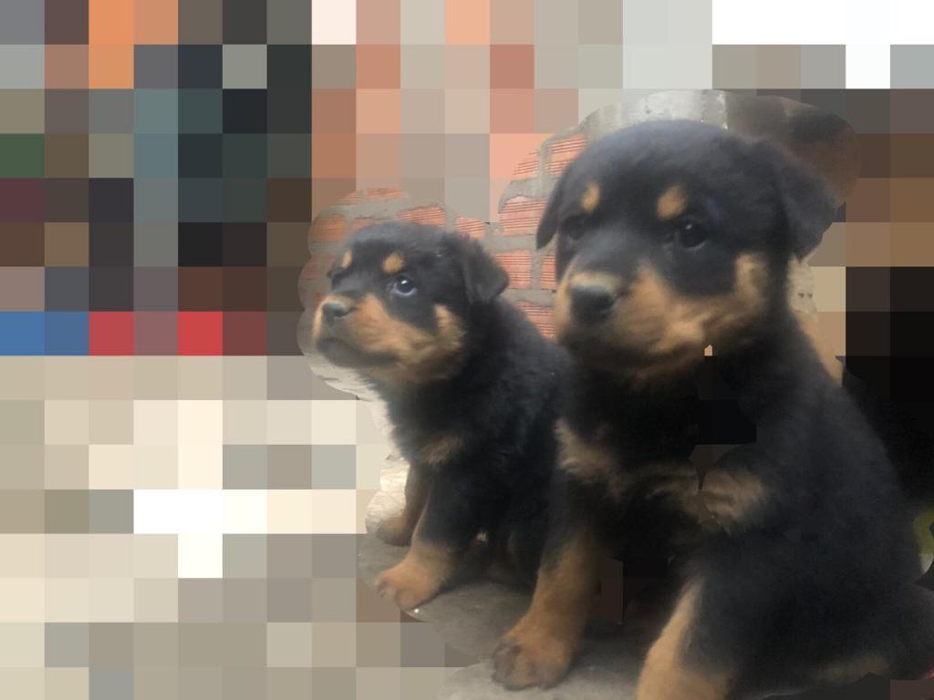 Cachorro Rotwailer Aleman
