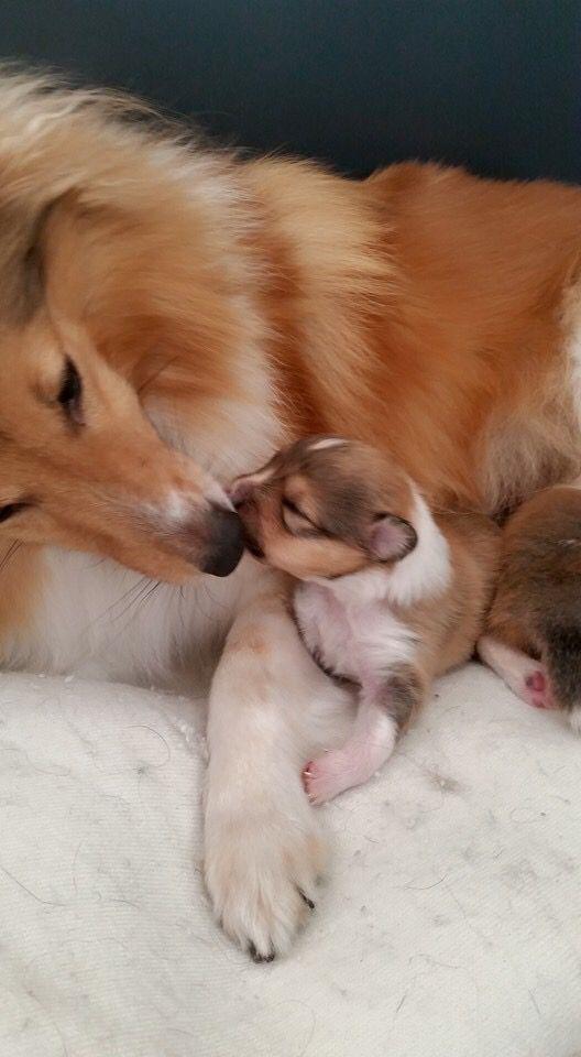 Cachorros Collies