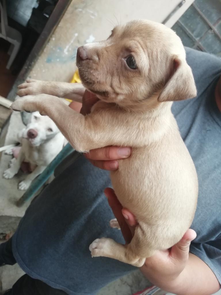 Cachorros Pitbull