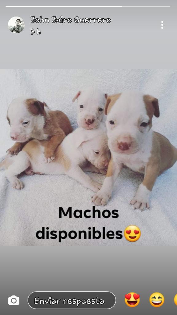 Cachorros Red Nose