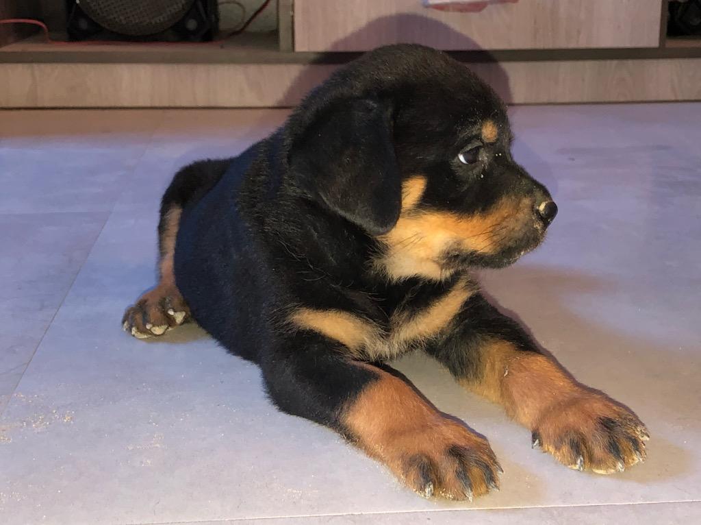 Cachorros Rottweiler