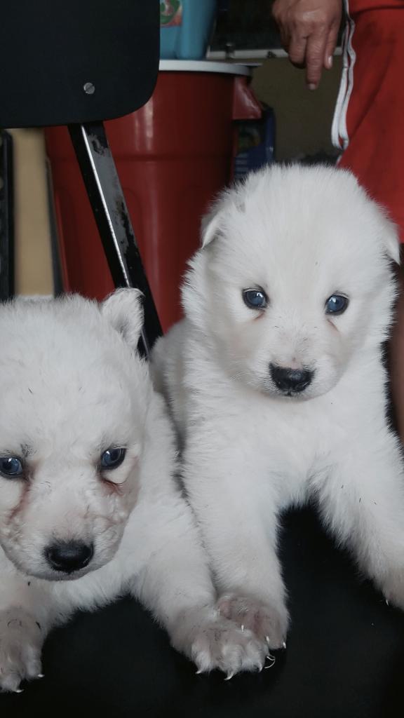 Cachorros Samoyedos