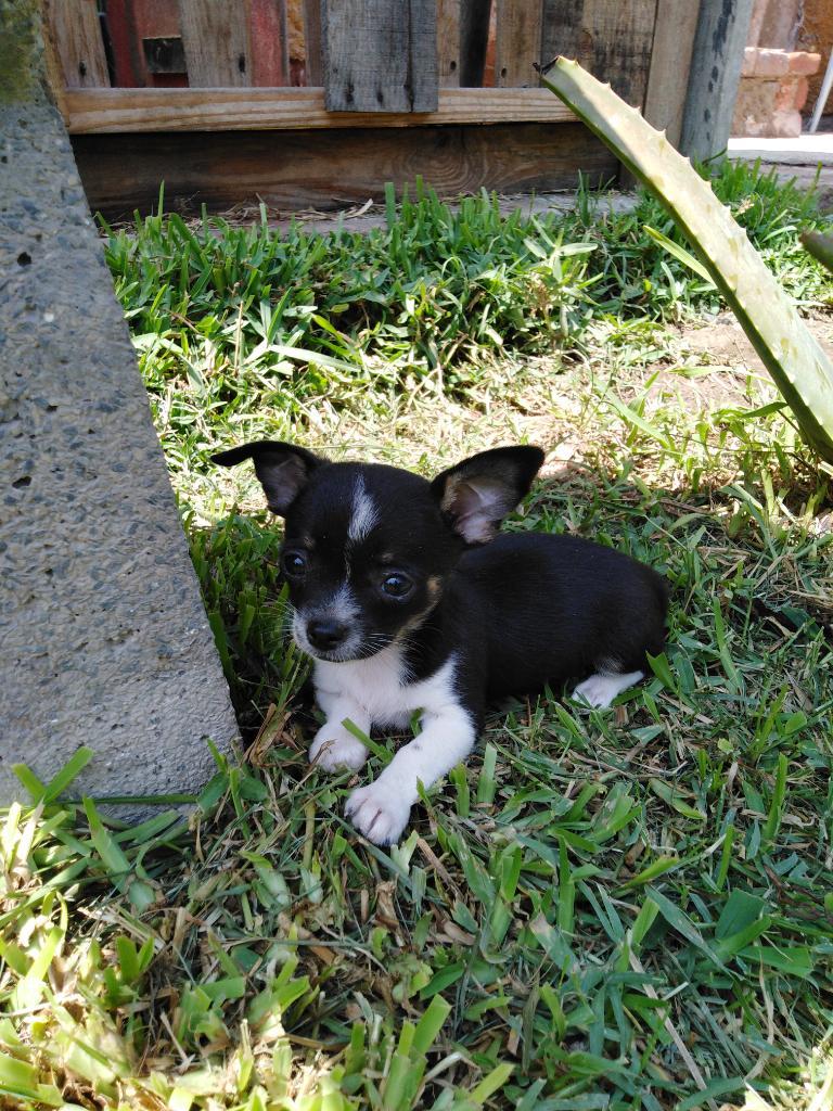 Chihuahua Tricolor Hembra