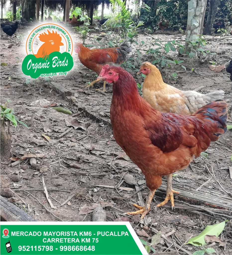 GALLINAS DE CHACRA