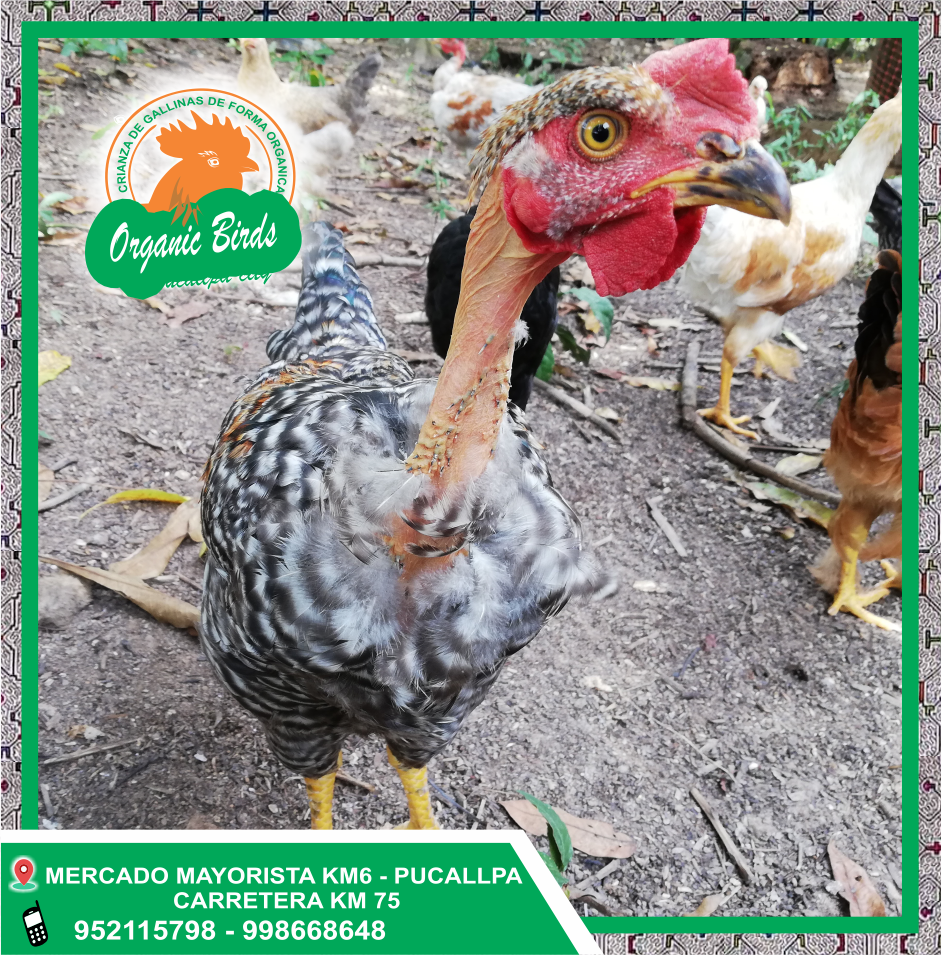 GALLINAS DE CHACRA