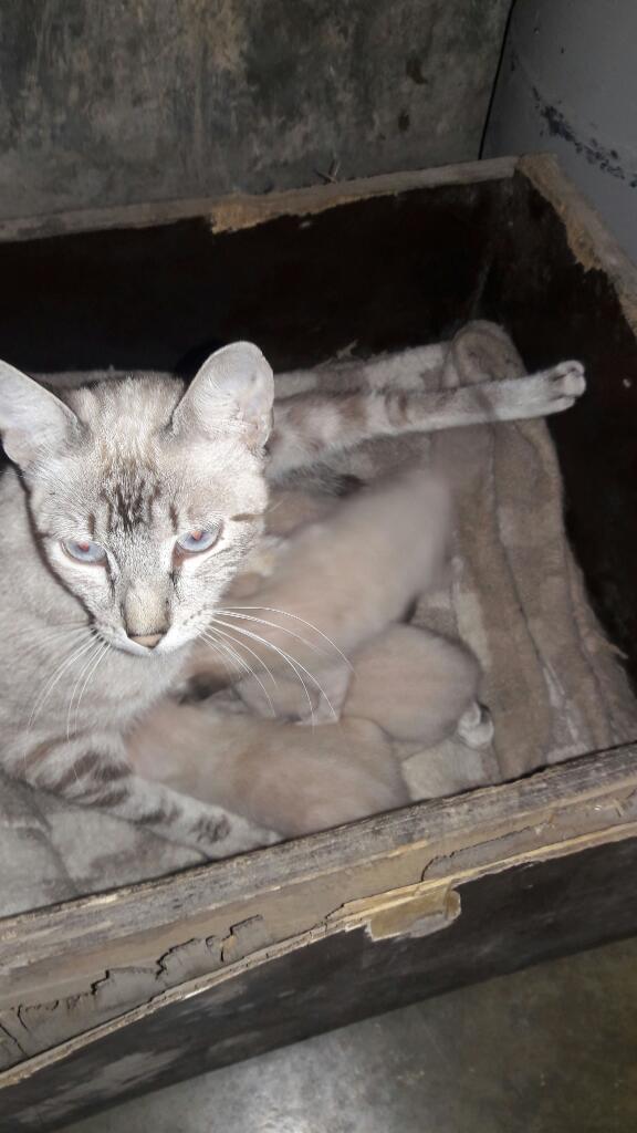 Gatitos Siamenes Bengala Blanco