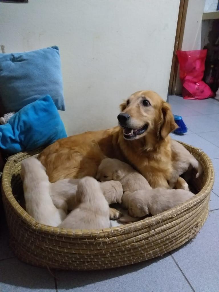 Golden Retriver