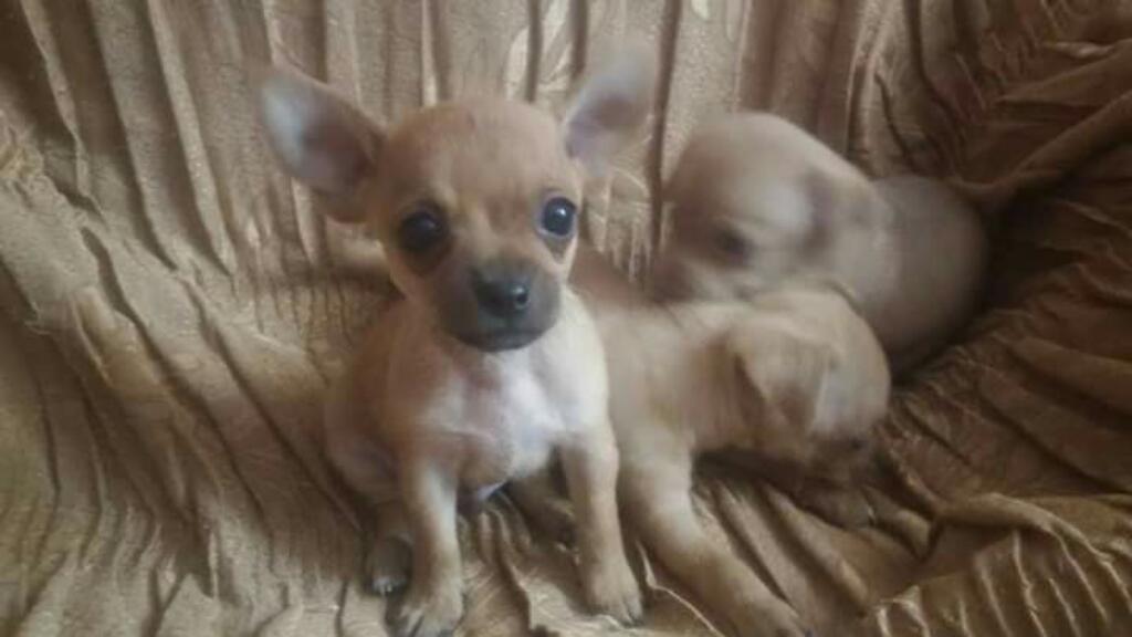 Hermoso Chihuahua