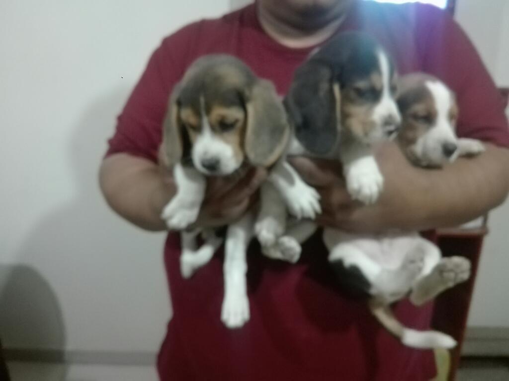 Hermosos Cachorros Beagles 