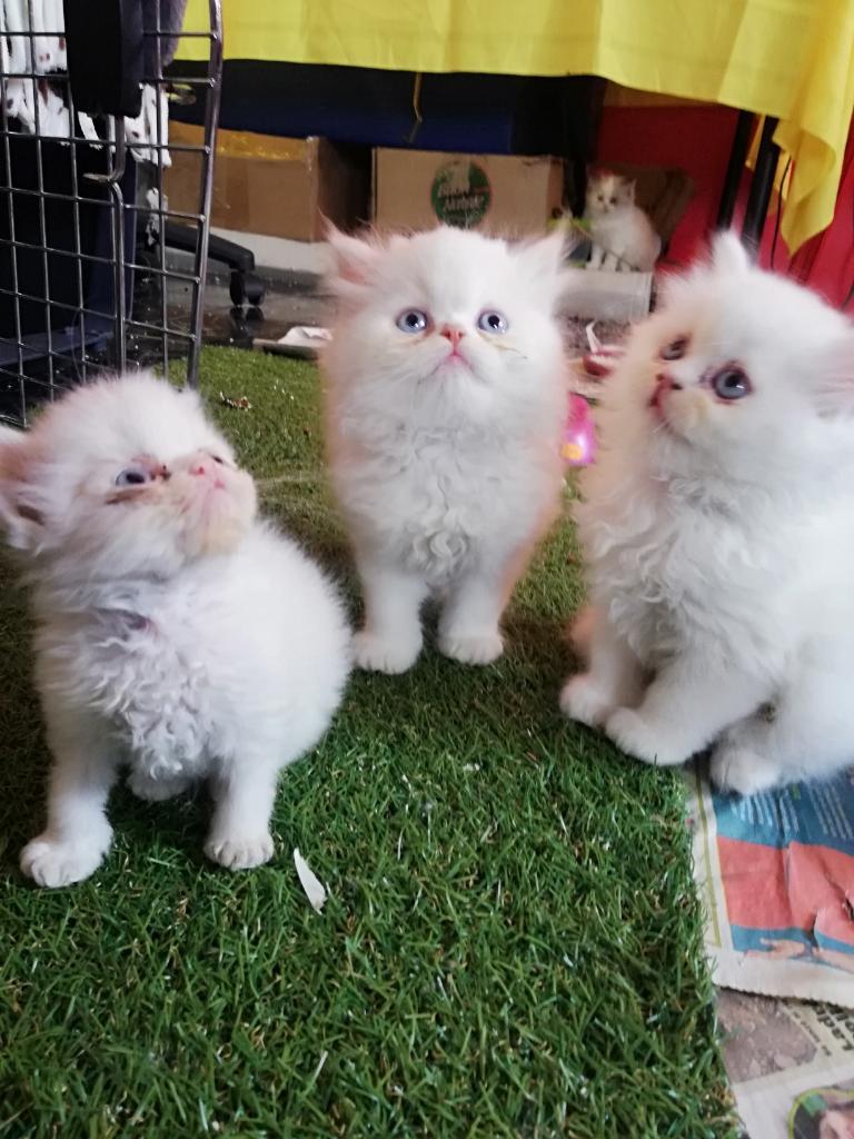 Hermosos Gatos Persa