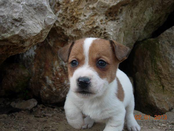 LINDOS CACHORROS JACK RUSSELL TERRIER HEMBRA