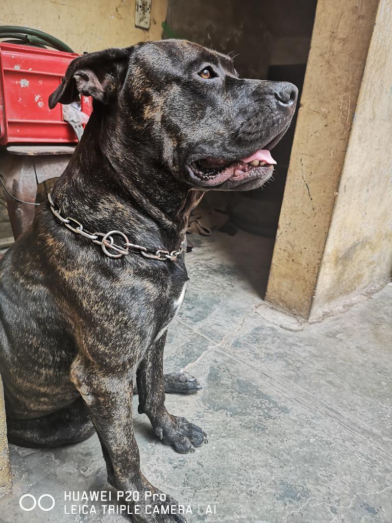 Listo para Monta Presa Canario 17 Meses