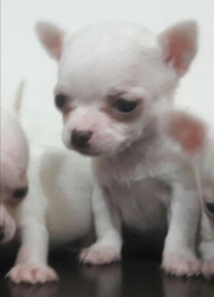 Mini Chihuahua Hembras Y Machos