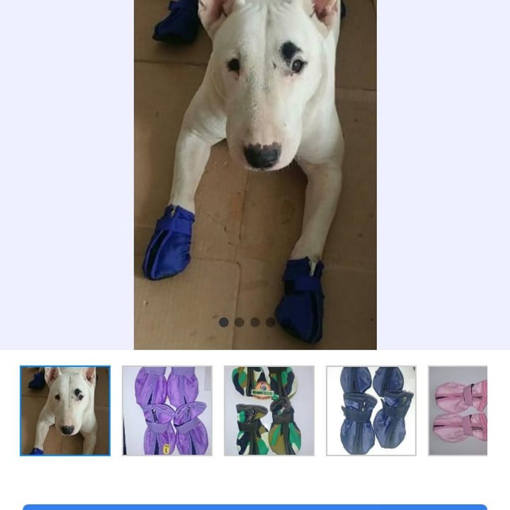 Modernas Botines para Paseos de Perritos