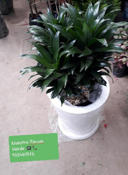 Planta Dracaena