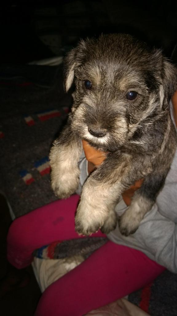 Schnauzer Sal y Pimienta