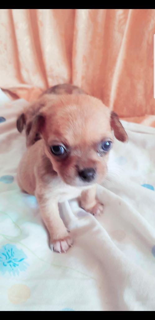 Se Vende Hermoso Cachorro Chihuahua