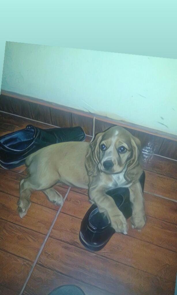 Se Vende Perrita Koker: 