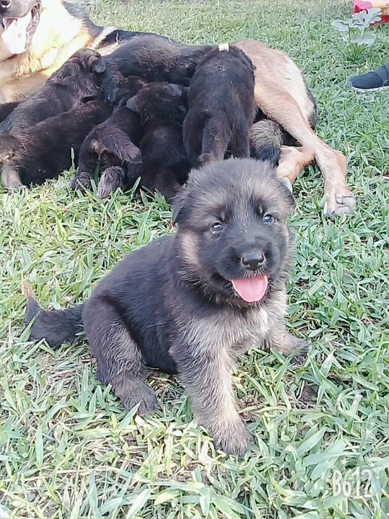 Se Venden Cachorros Pastor Aleman