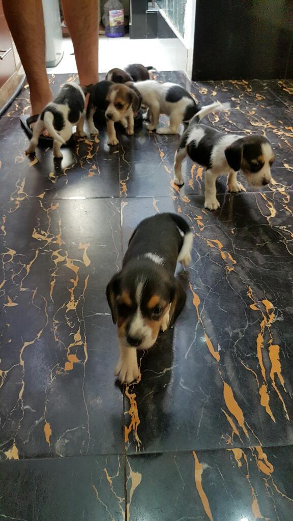 Se Venden Lindos Beagles Cachorros Trico