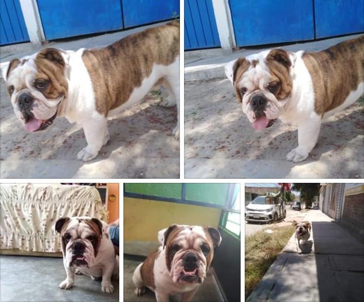 Servicio de monta Bulldog Ingls Piura