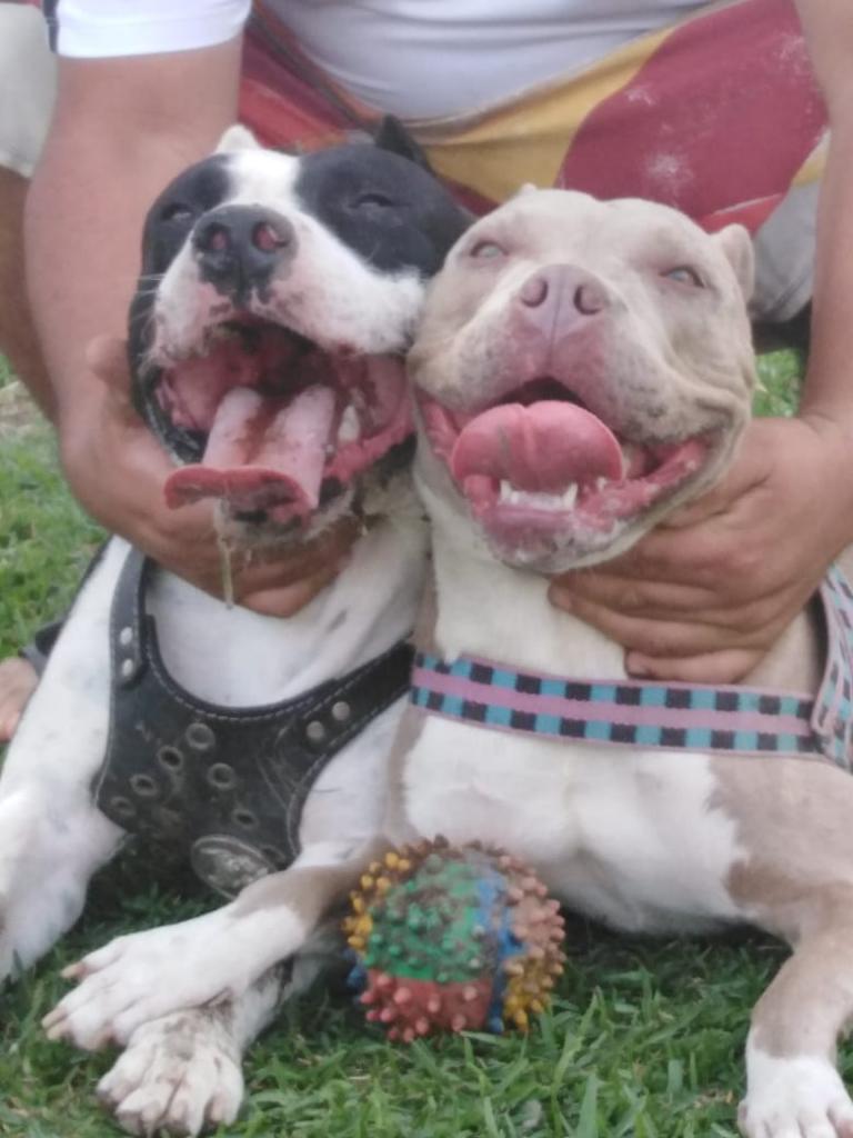 Ultima Pitbull Fusion Bully
