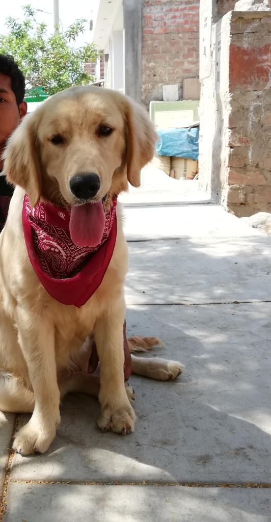 Un Perro Golden Retriever