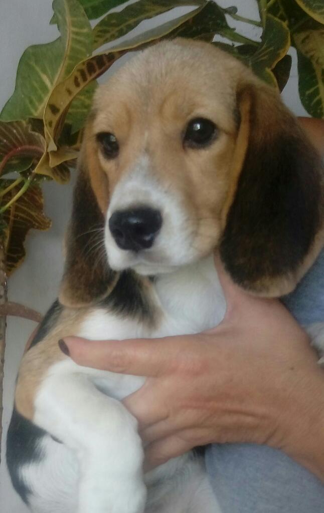 Vendo Beagle