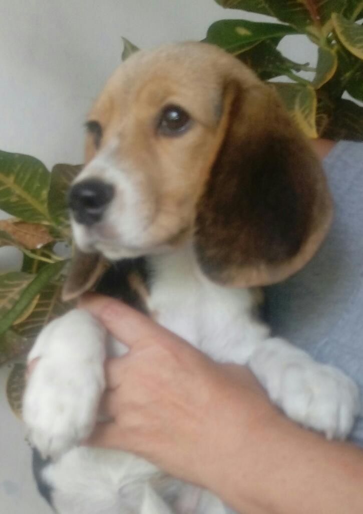 Vendo Beagle