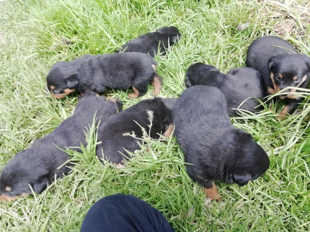 Vendo Chorros Rotweiler