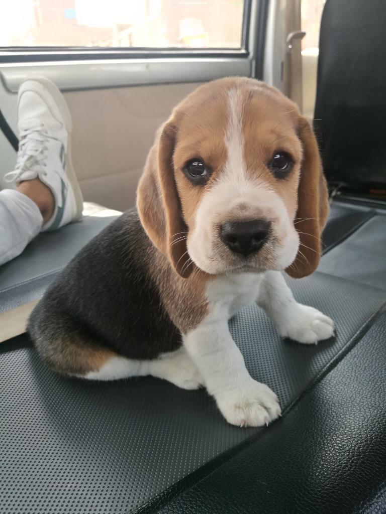 Vendo Hermosos Beagles
