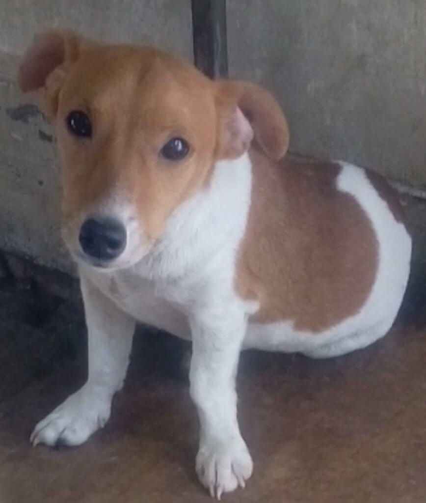 Vendo Jack Russell