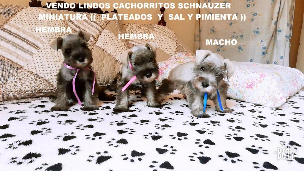 Vendo Lindos Cachorritos Schnauzer Miniaturas A 1 PLATEADOS