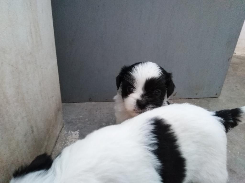 Vendo Perritos