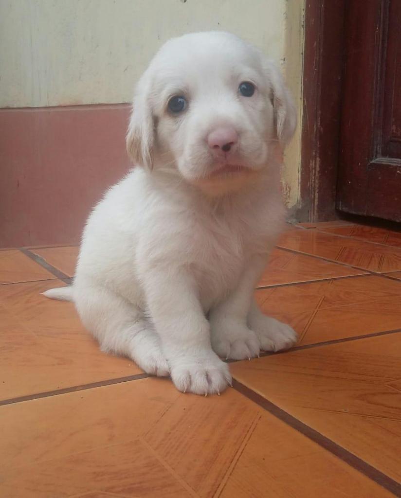 Vendo hermoso cachorro mestizo