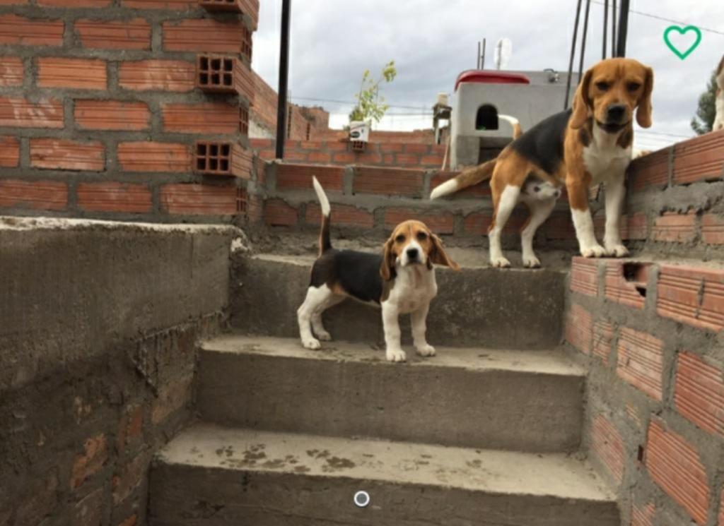 Venta Cachorro Beagle Hembra