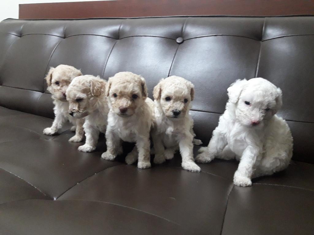 Venta Cachorros Poodle