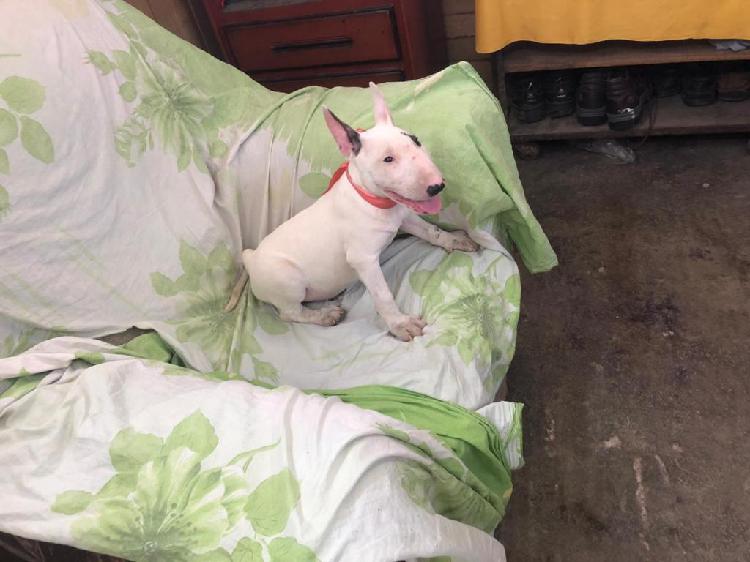 Venta de Bull terrier blanco pirata hembra