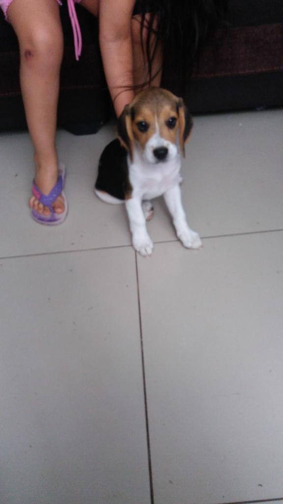 Venta de Perro Beagle