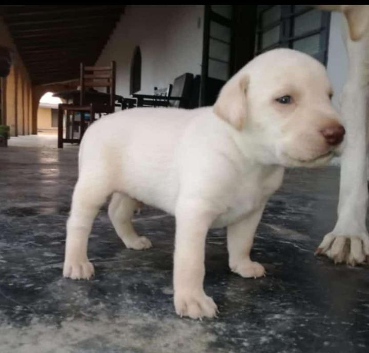 Venta de cachorros labradores