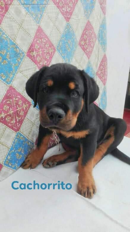 Venta de rottweiler