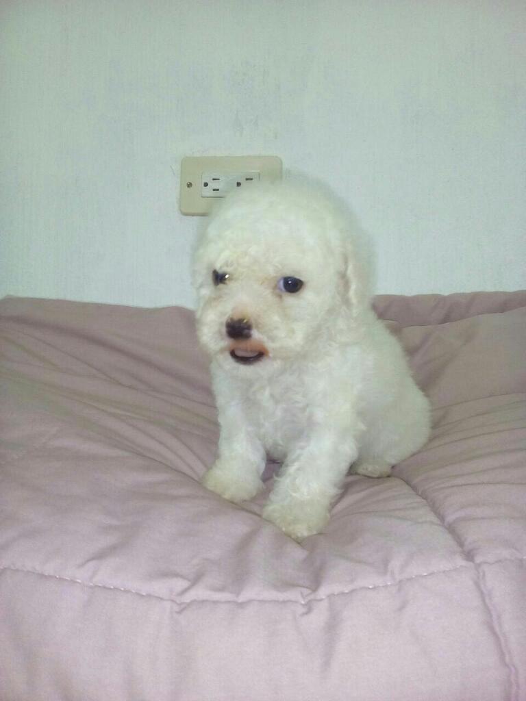 bichon frise hermosas mascotas