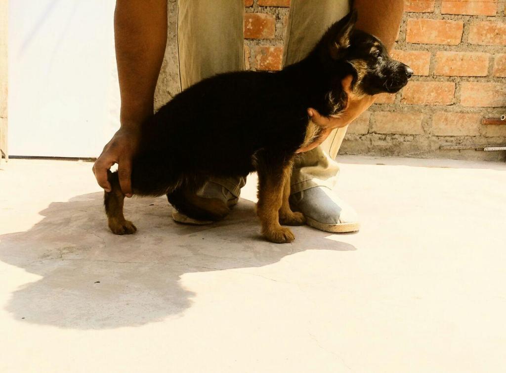 cachorras Pastor Aleman Pedigree